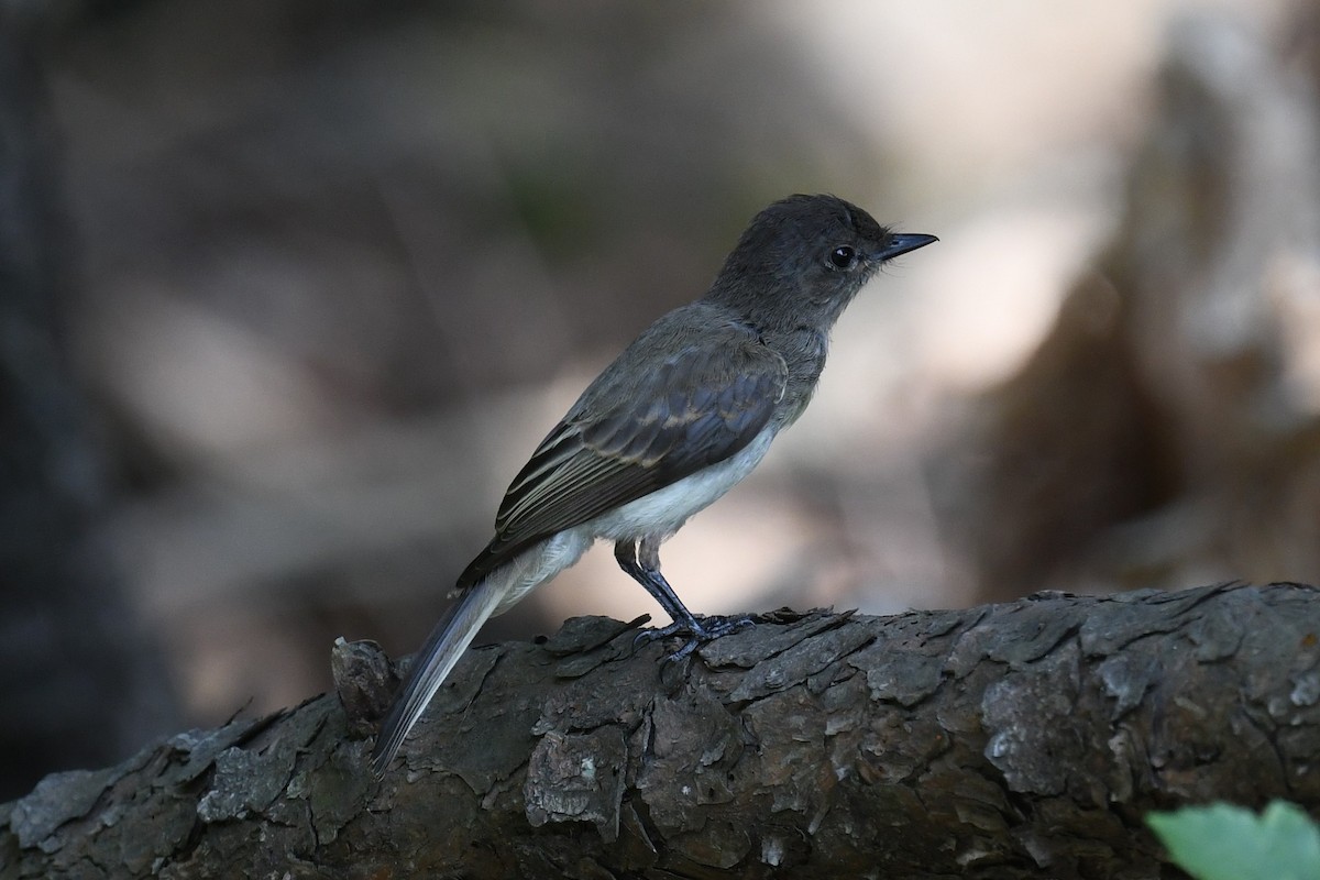 Eastern Phoebe - ML600724201
