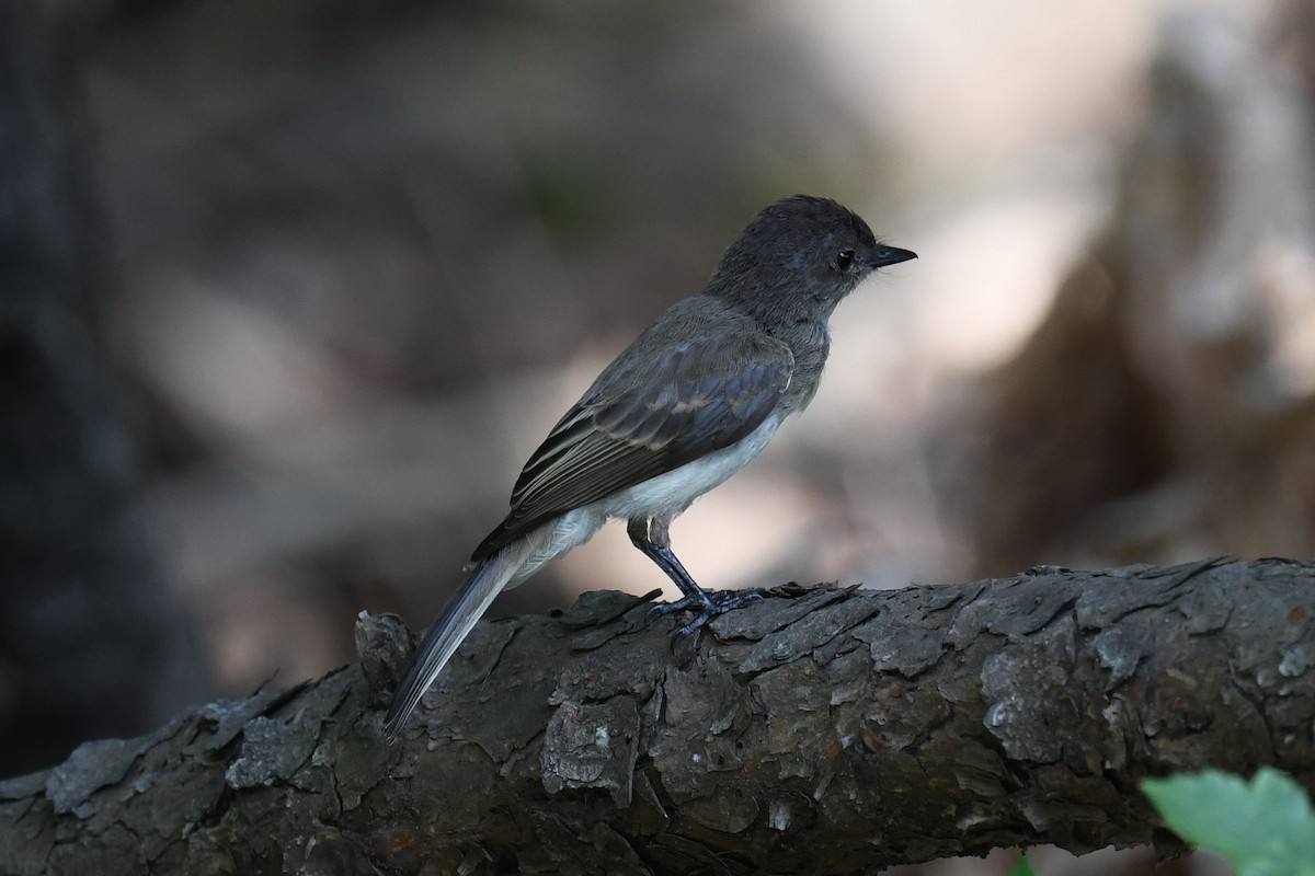 Eastern Phoebe - ML600724211