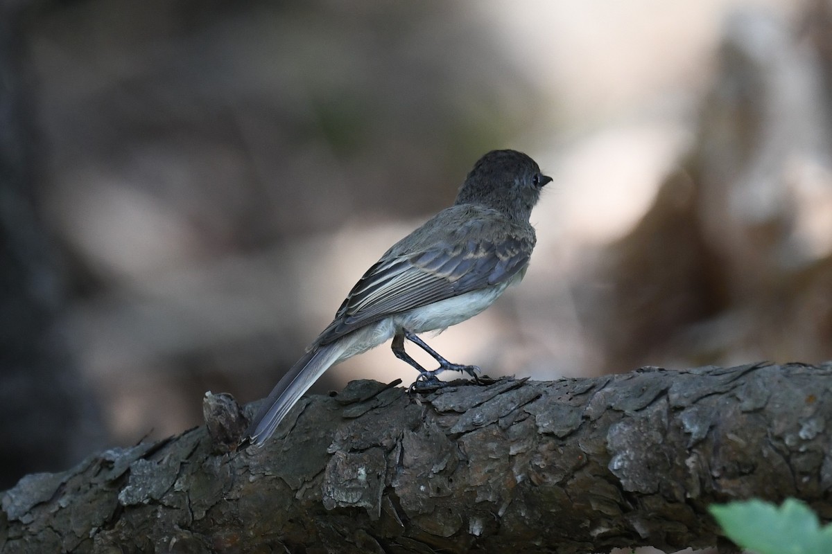 Eastern Phoebe - ML600724221