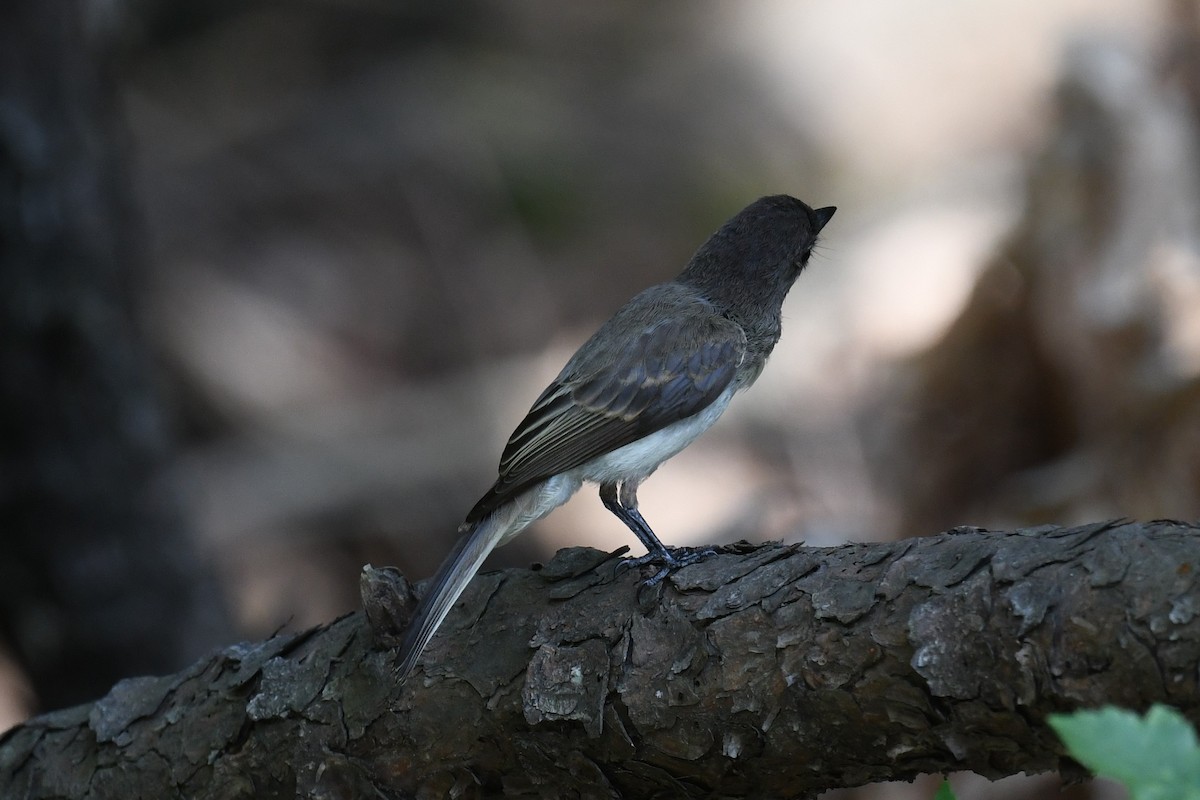 Eastern Phoebe - ML600724231