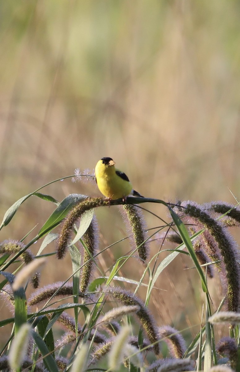 American Goldfinch - ML600725191