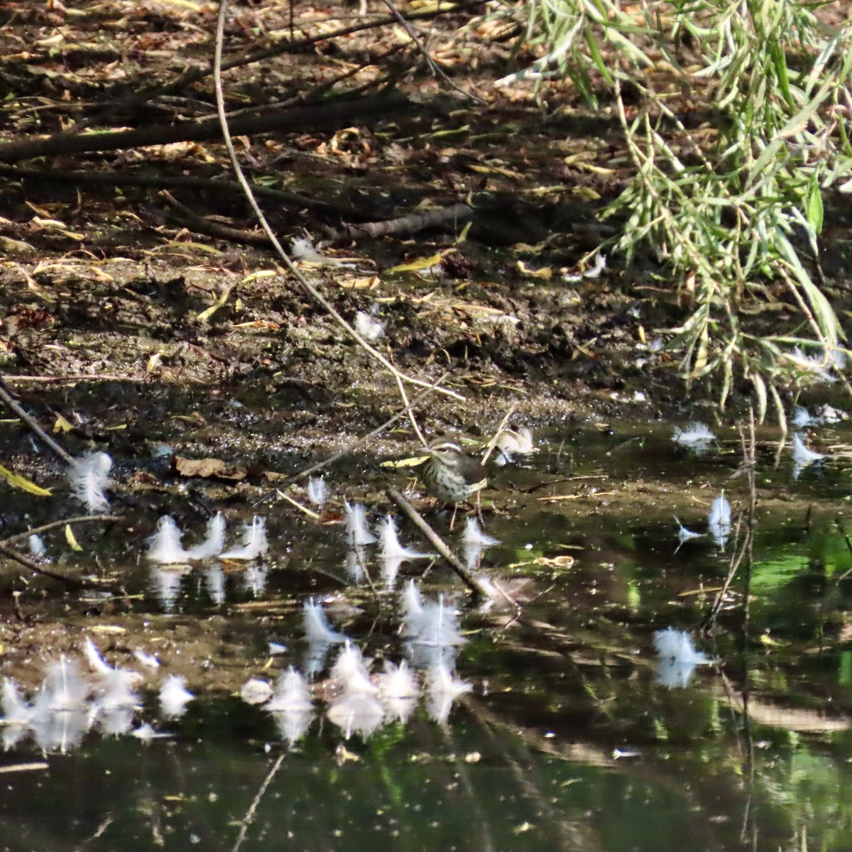 Louisiana Waterthrush - ML600725641