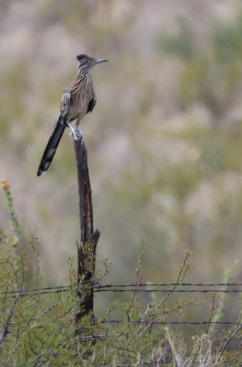 Greater Roadrunner - Tom Forwood JR