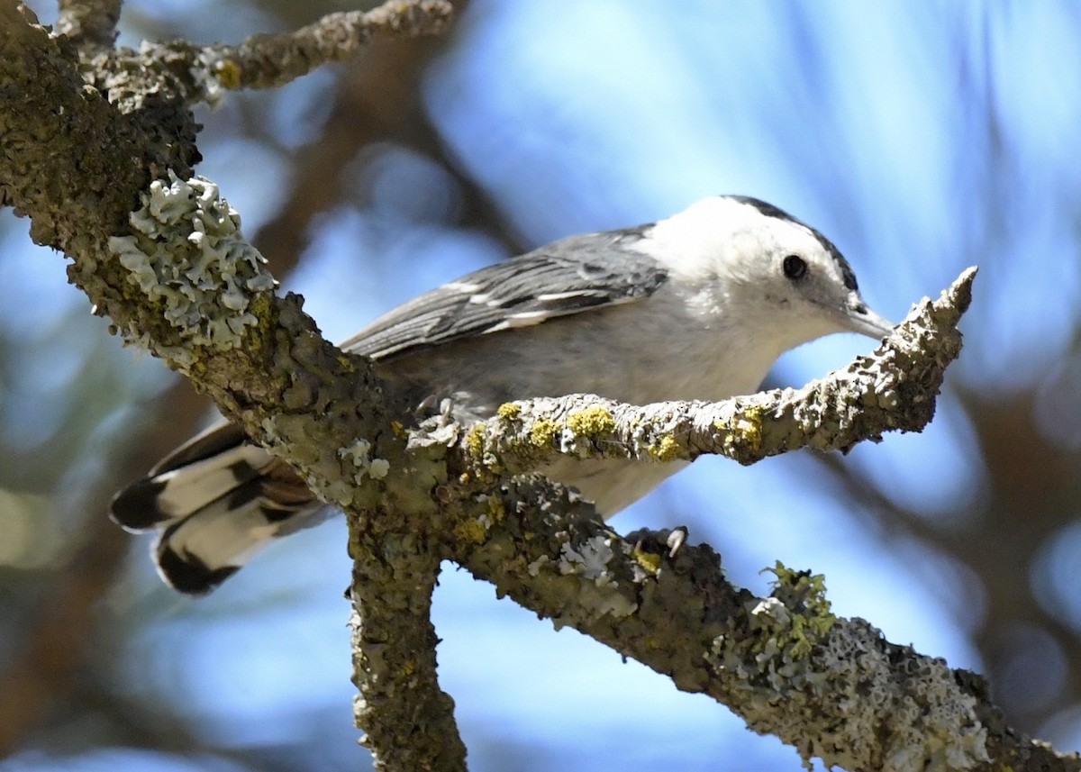 White-breasted Nuthatch - ML600727731