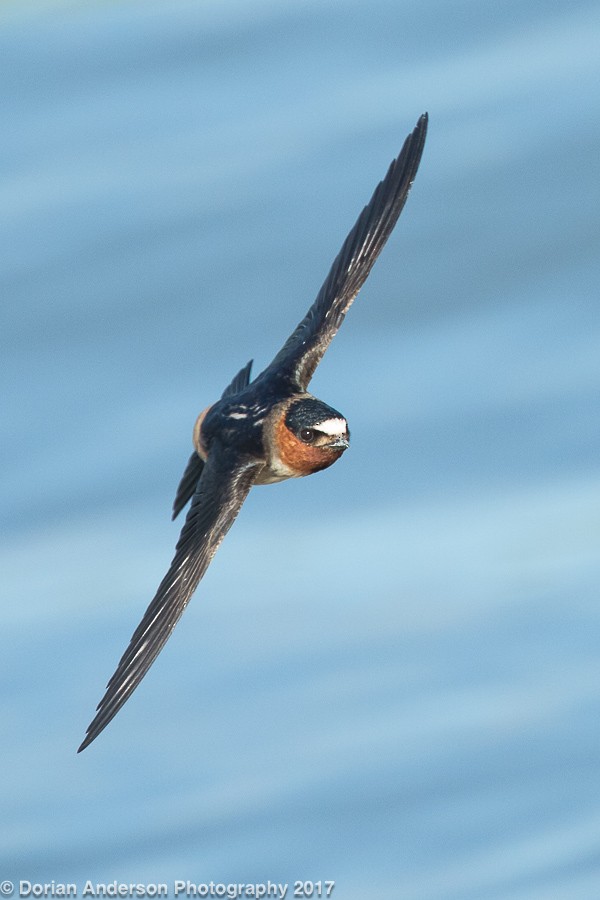 Cliff Swallow - ML60072821