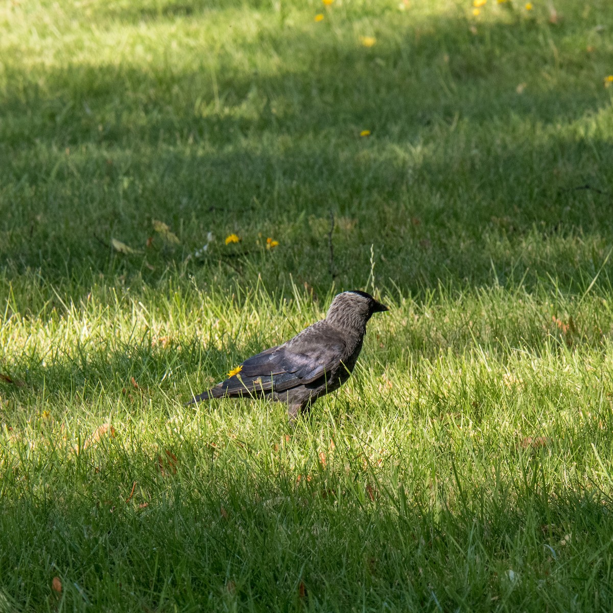 Eurasian Jackdaw - ML600729571