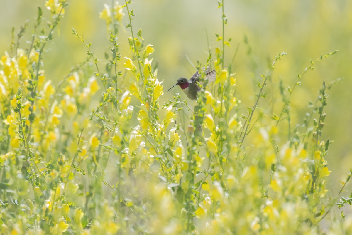 Broad-tailed Hummingbird - ML600730421