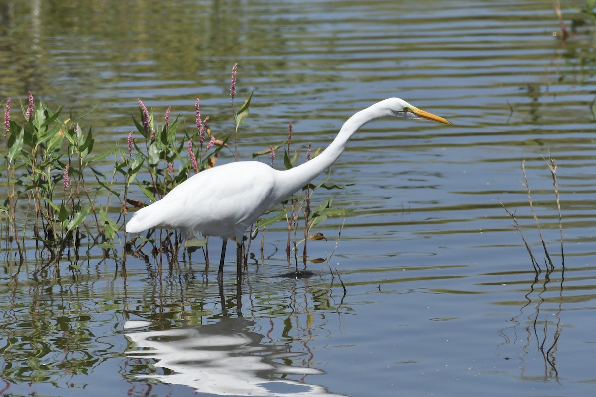 Great Egret - Kent Kleman