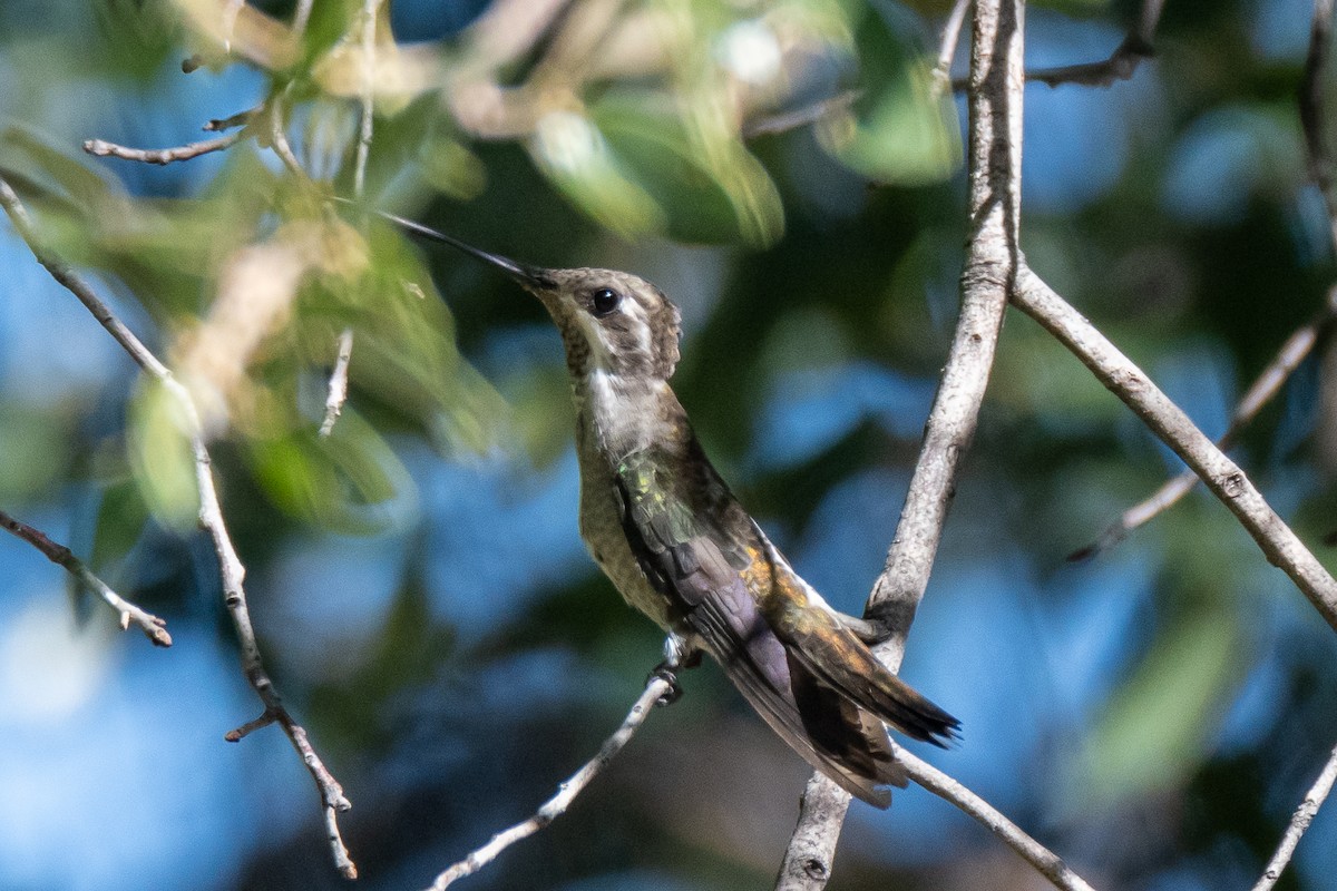 Colibrí Pochotero - ML600731441