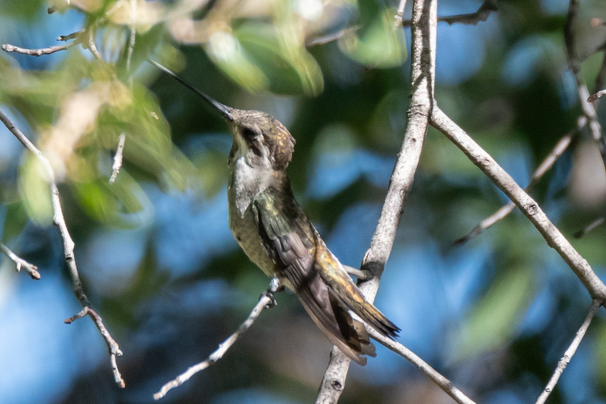 Plain-capped Starthroat - ML600731451