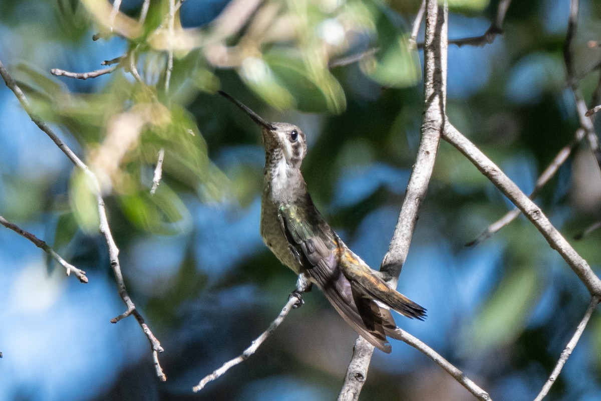 Colibrí Pochotero - ML600731461