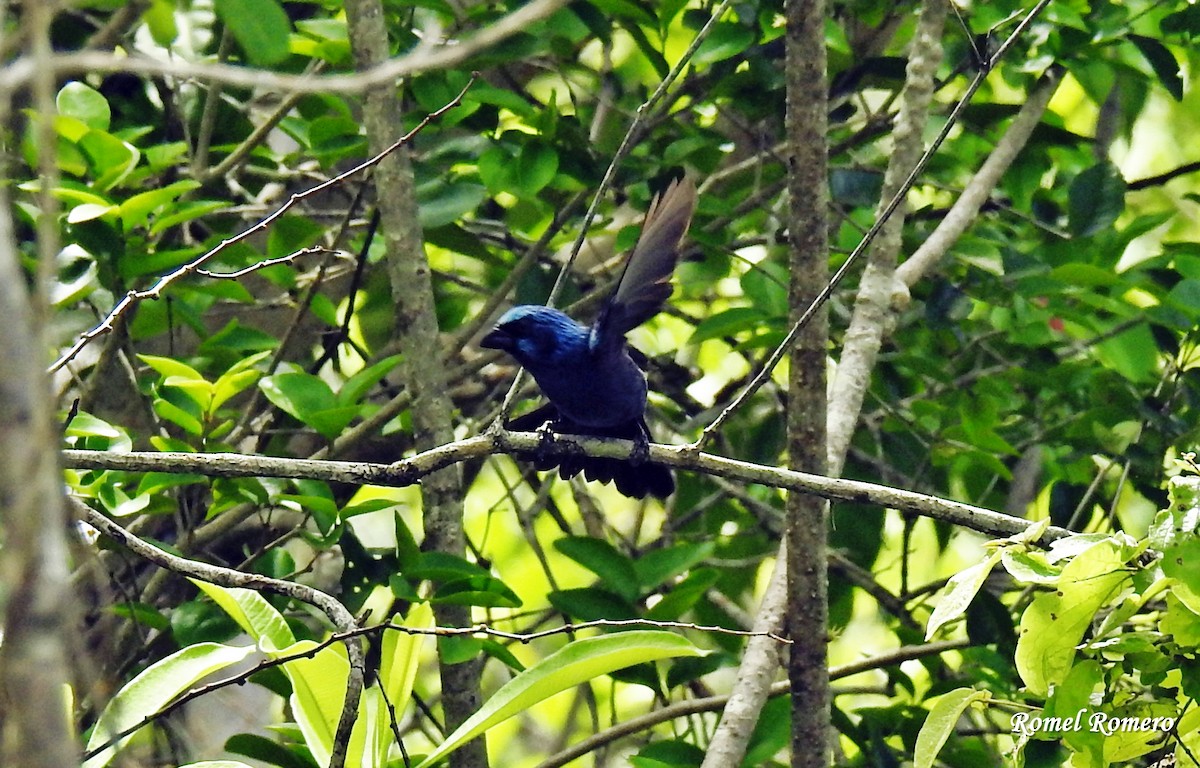 Blue Bunting - ML60073351