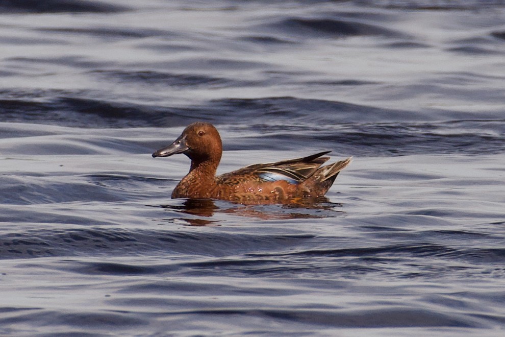 Cinnamon Teal - ML600733661