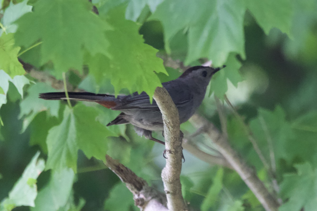 Katzenspottdrossel - ML600733791