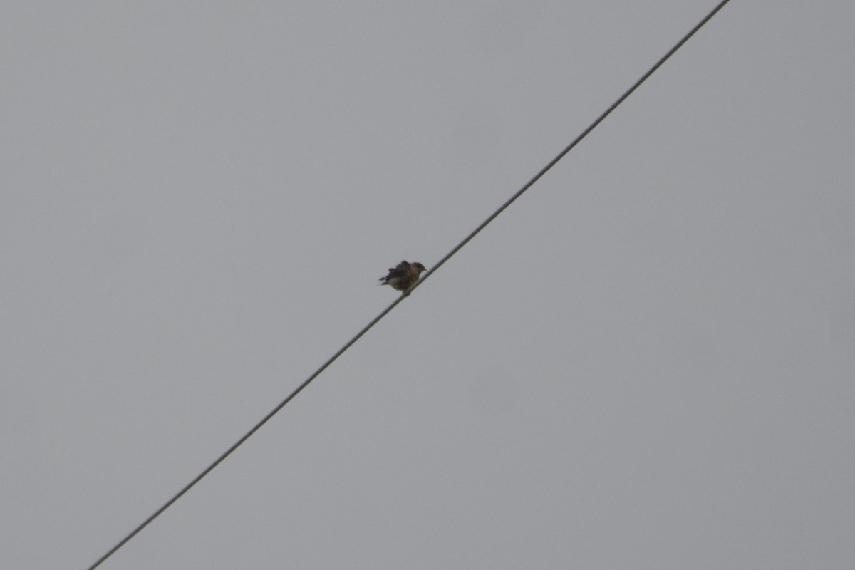 Rotkehl-Hüttensänger - ML600733841