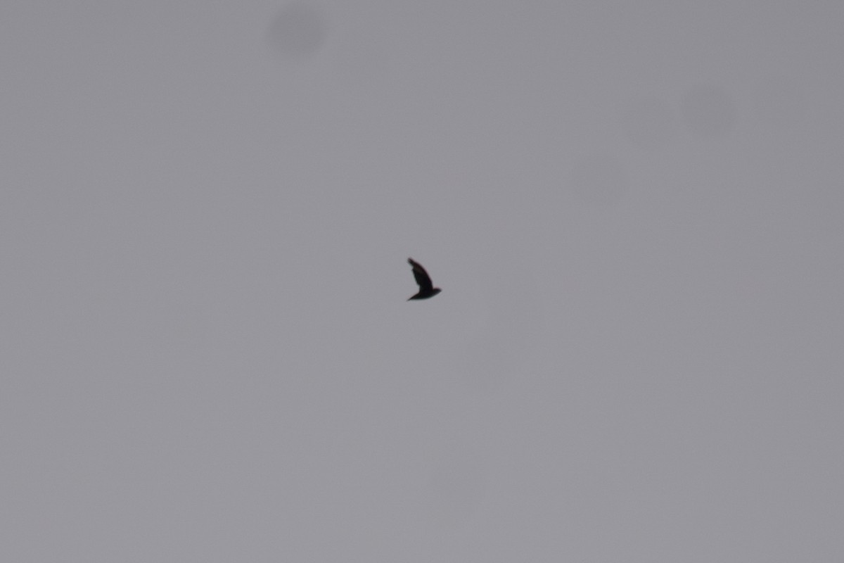 Schornsteinsegler - ML600733951