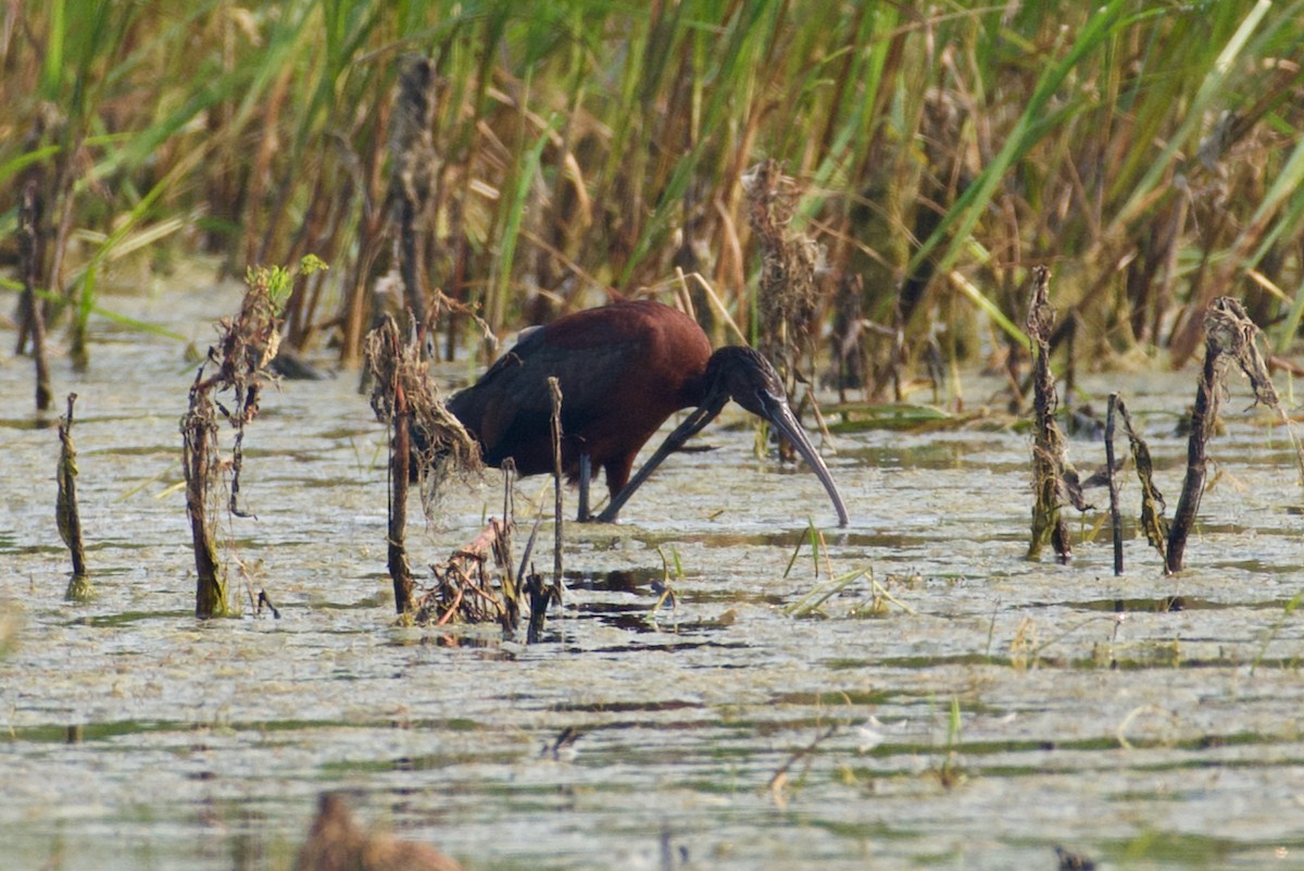 Glossy Ibis - ML600734131