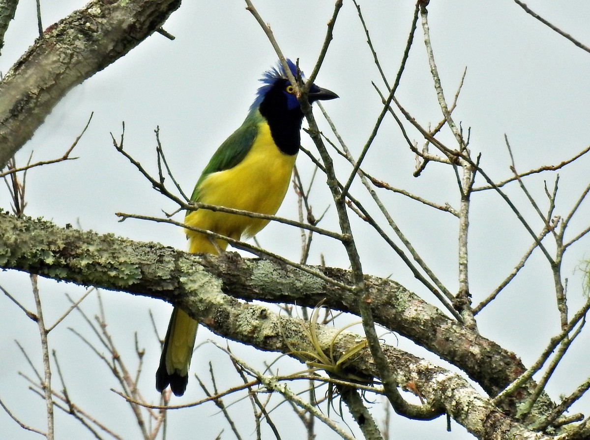 Green Jay - ML60073421