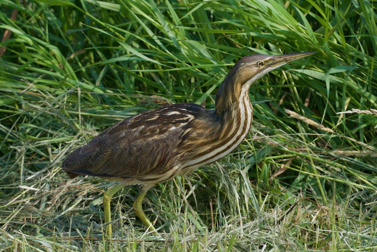 American Bittern - John Breker