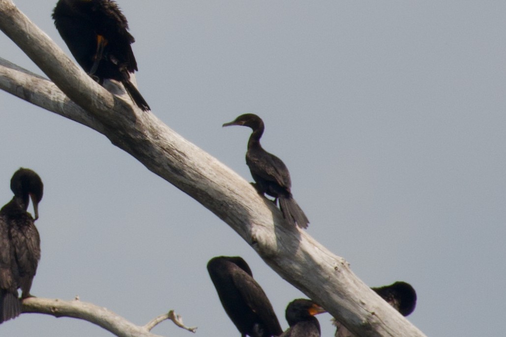 Neotropic Cormorant - ML600735011