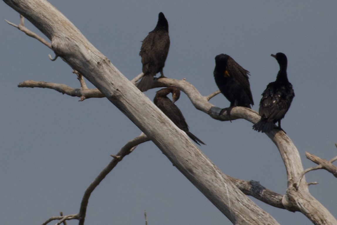 Neotropic Cormorant - ML600735051