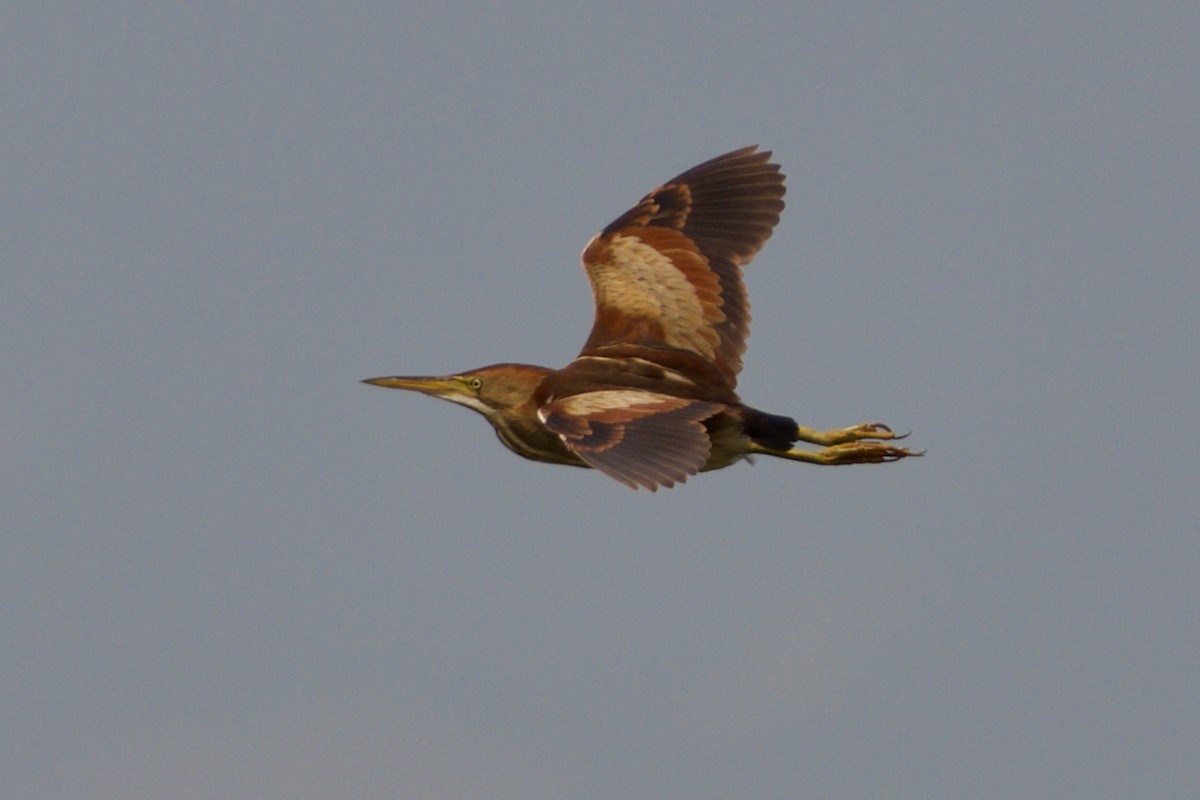 Least Bittern - John Breker