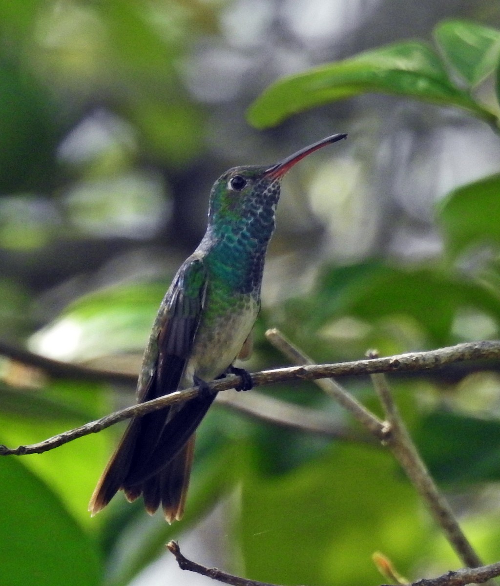 Honduran Emerald - ML60073521