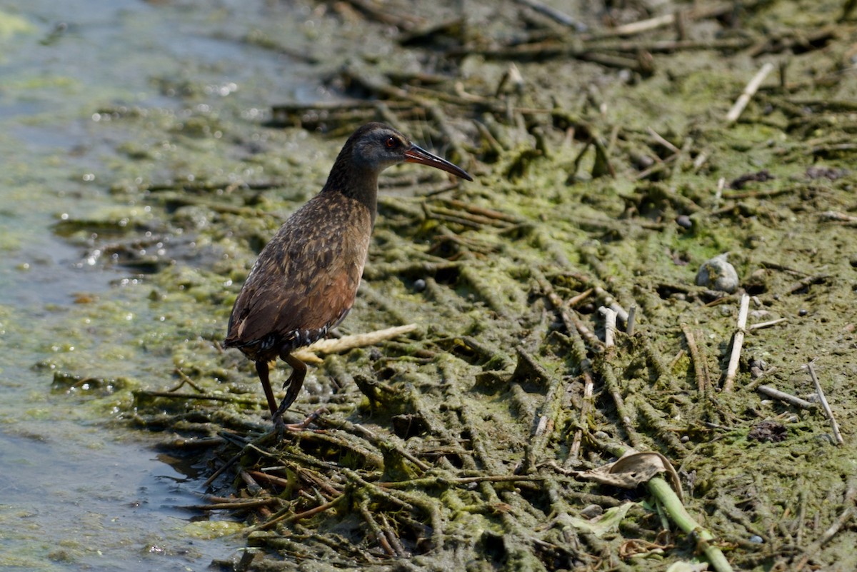 Virginia Rail - ML600735221