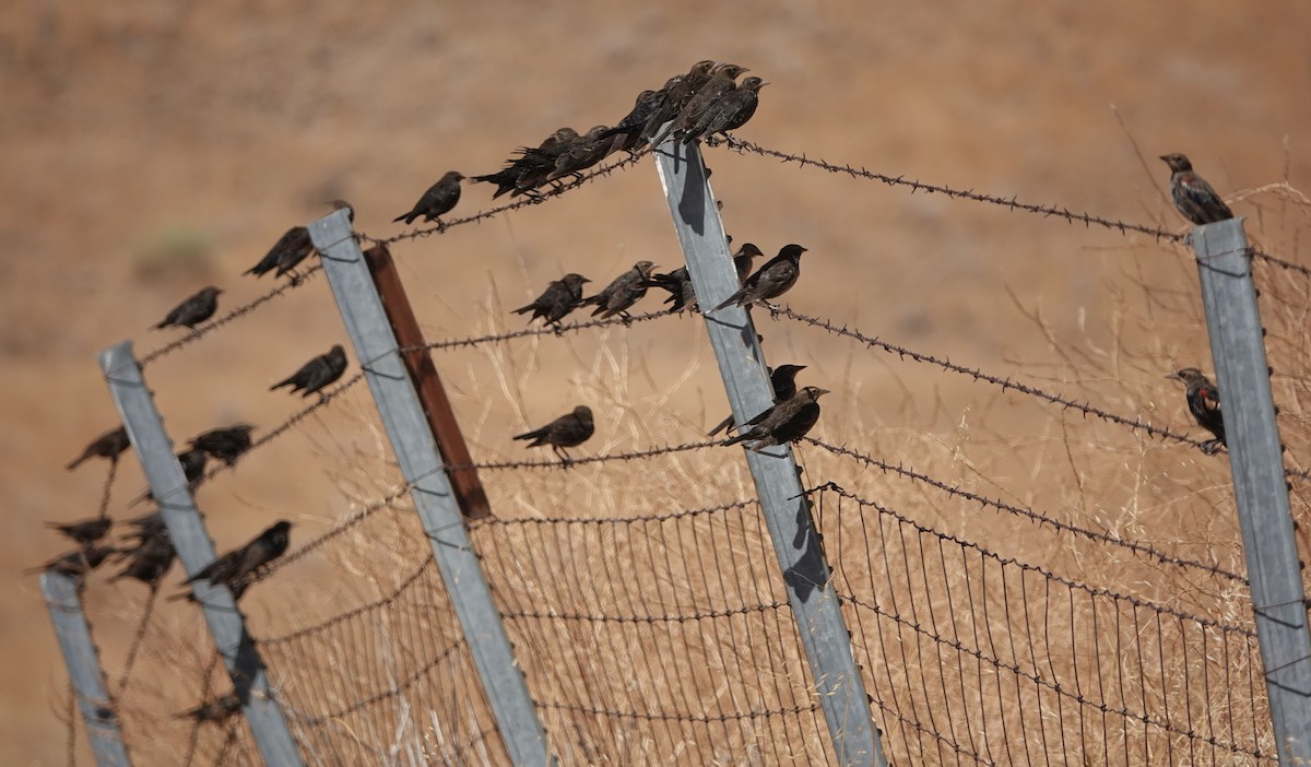 Tricolored Blackbird - ML600735271