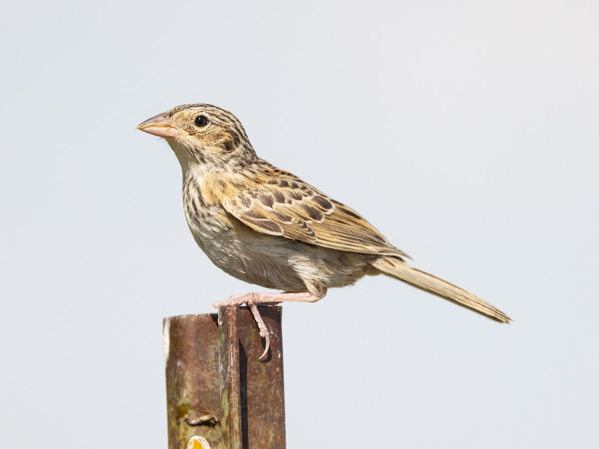 Grasshopper Sparrow - ML600735301