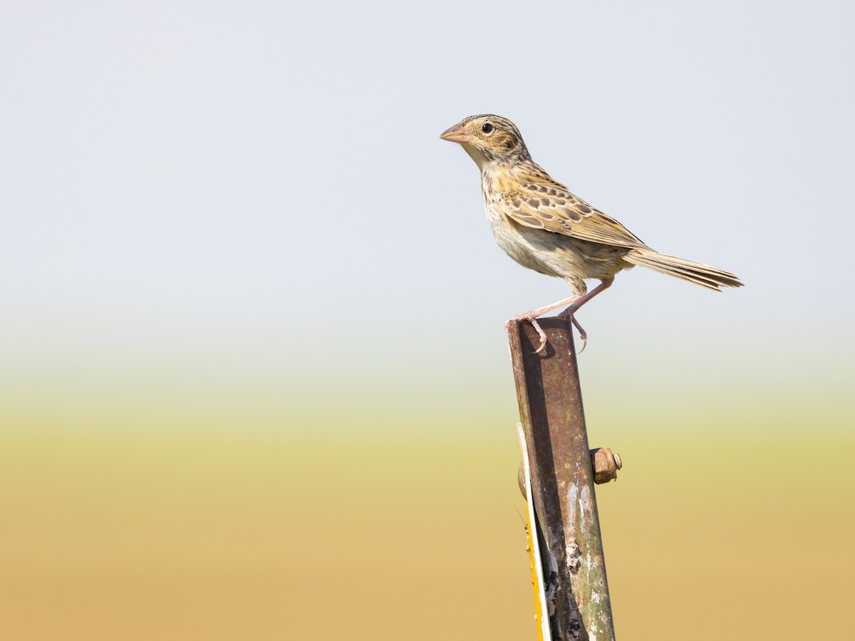 Grasshopper Sparrow - ML600735311