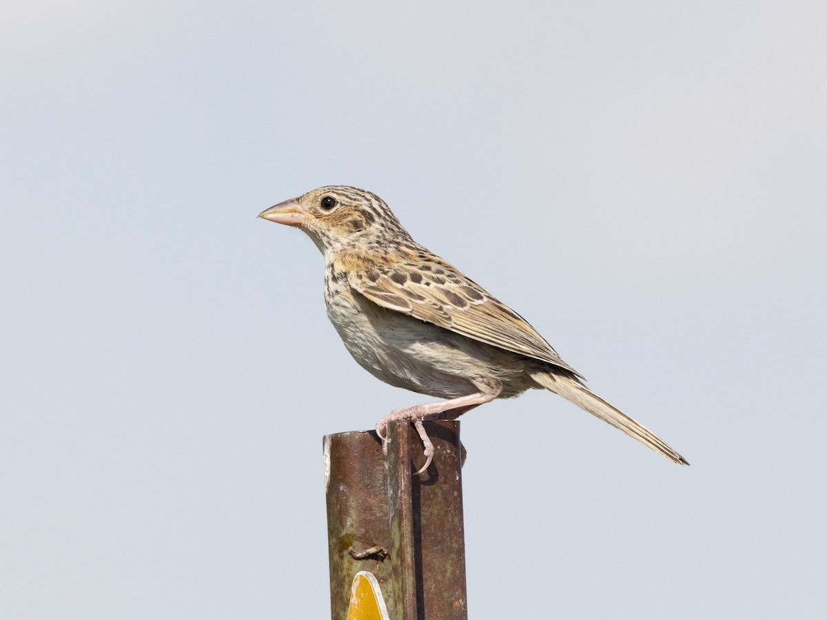 Grasshopper Sparrow - ML600735321