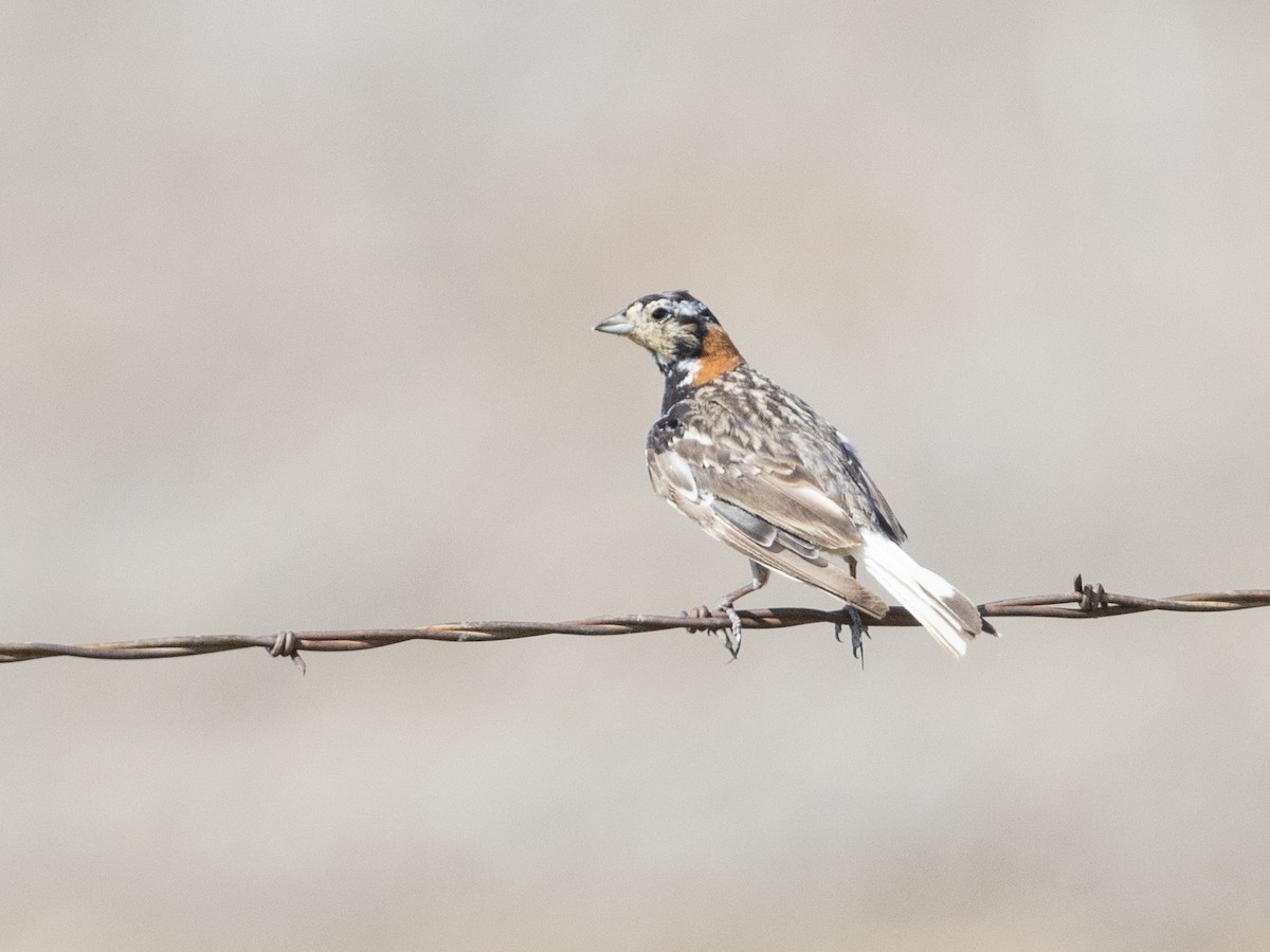 Chestnut-collared Longspur - Angus Wilson