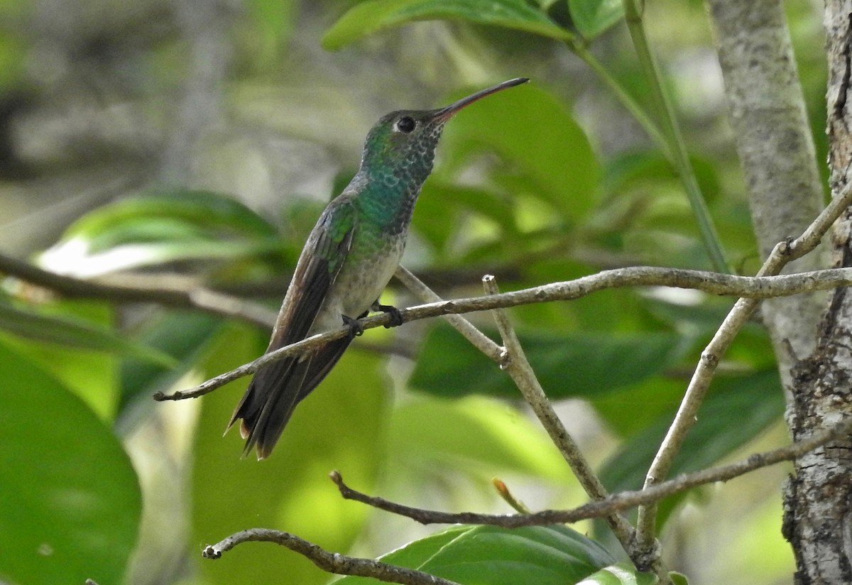 Honduran Emerald - ML60073561