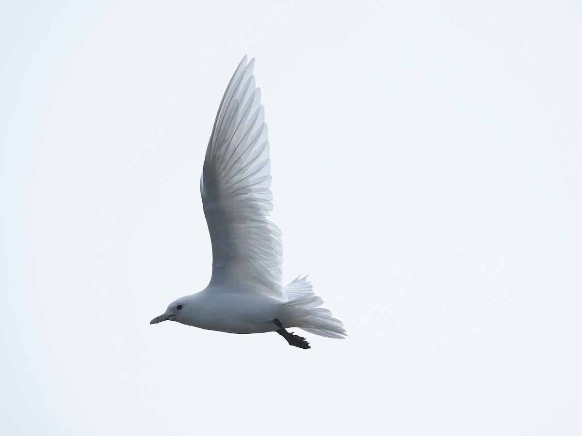 Ivory Gull - ML600736491