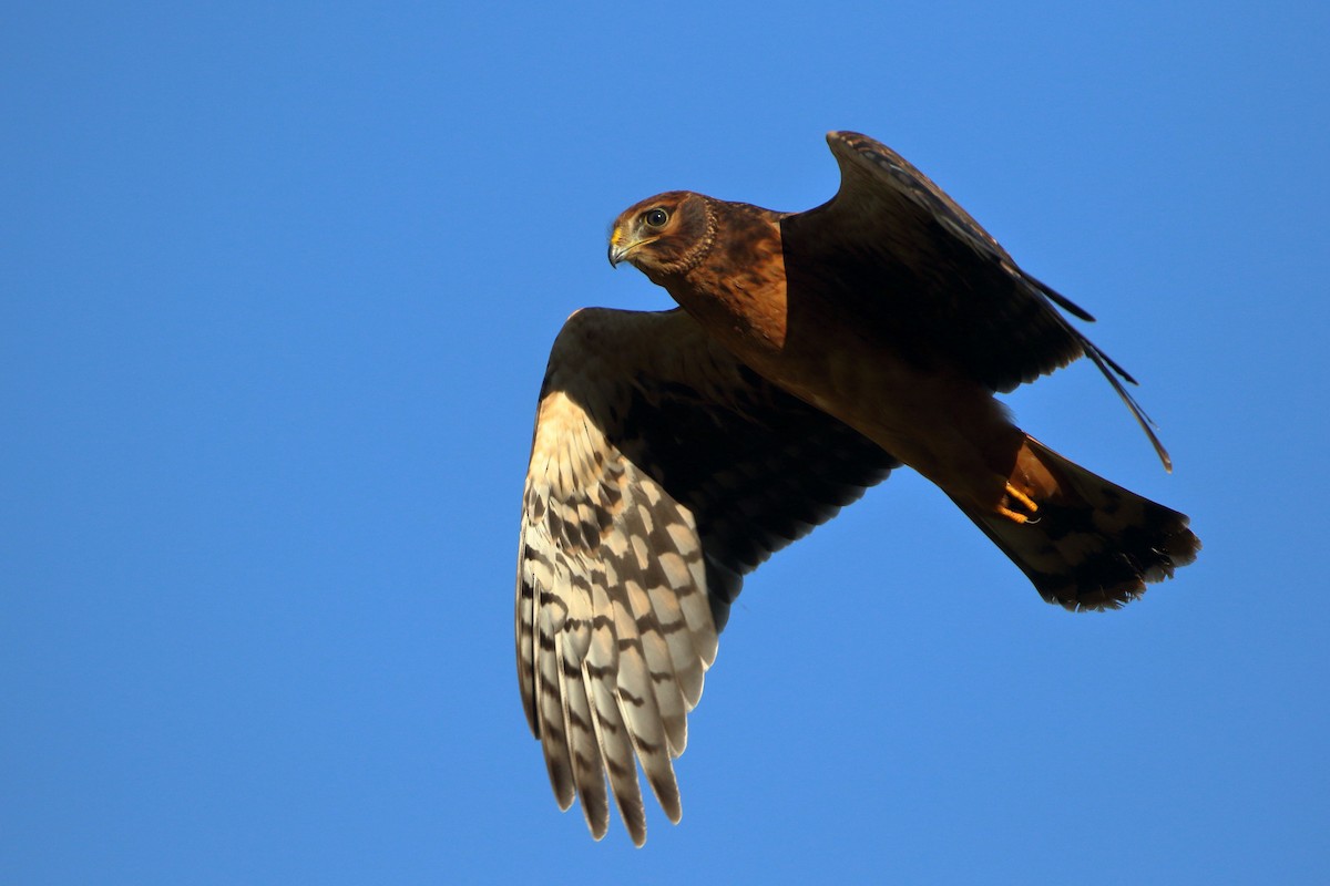 Northern Harrier - ML600740991