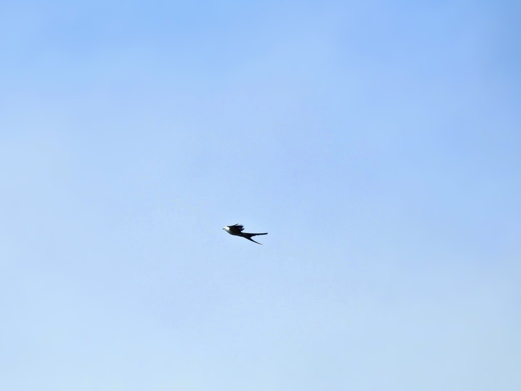 Swallow-tailed Kite - Usha Tatini