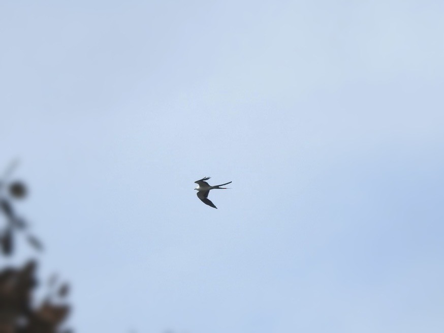 Swallow-tailed Kite - Usha Tatini