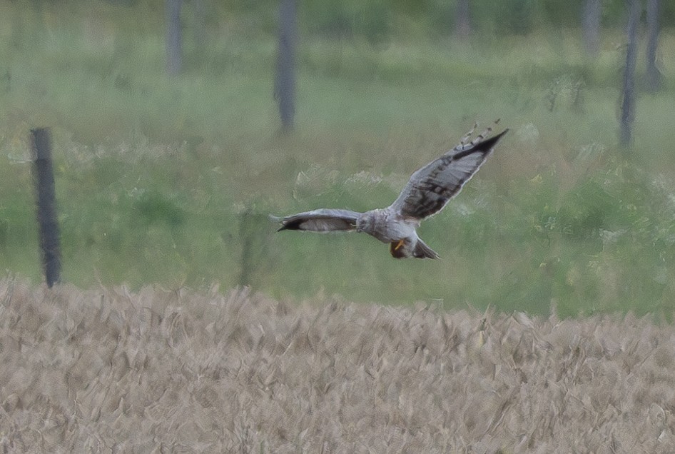 Hen Harrier - ML600743771