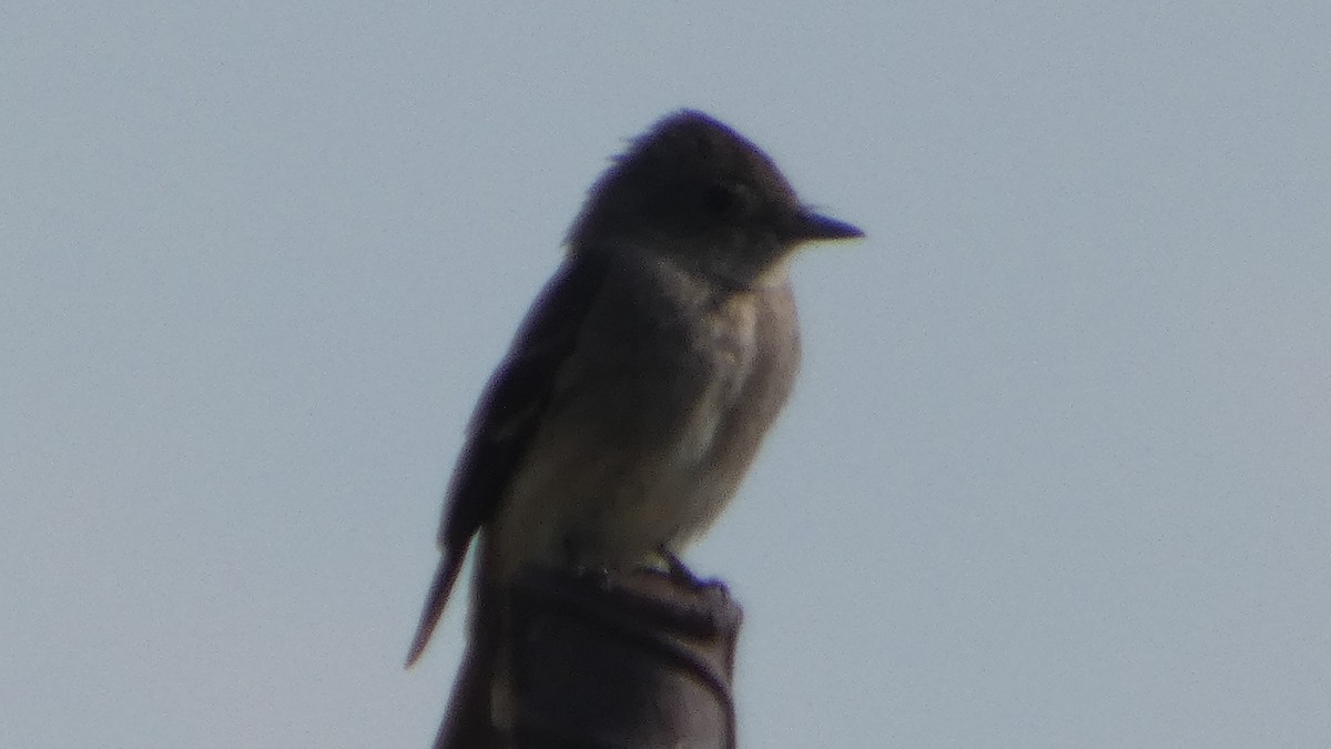 Western Wood-Pewee - Lynn Hollerman