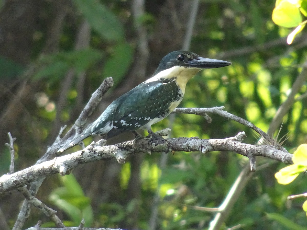 Green Kingfisher - ML600745801