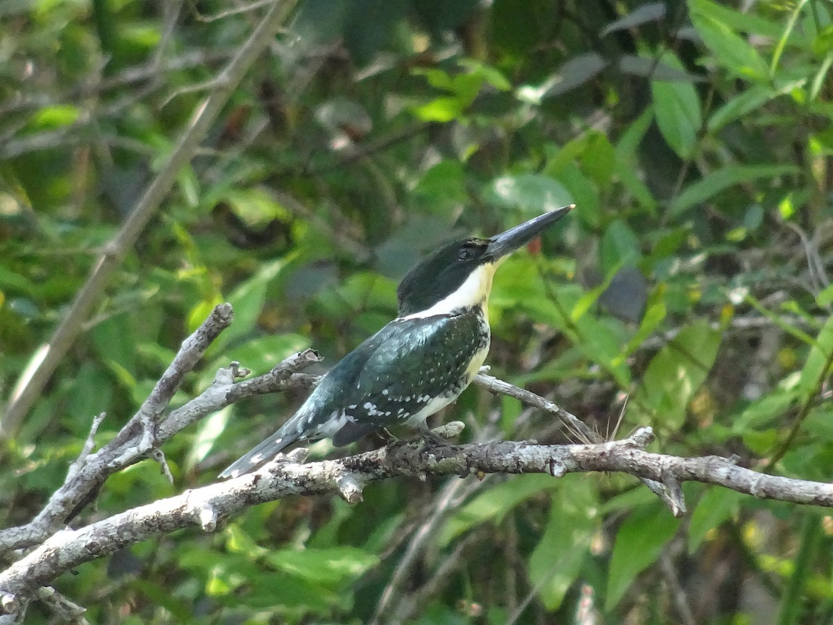 Green Kingfisher - Emanuel Serech