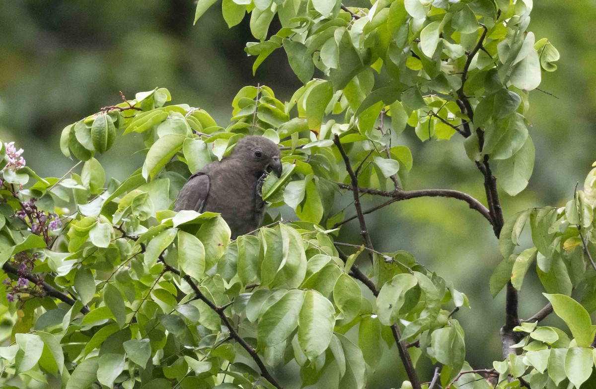 Loro de Seychelles - ML600745831