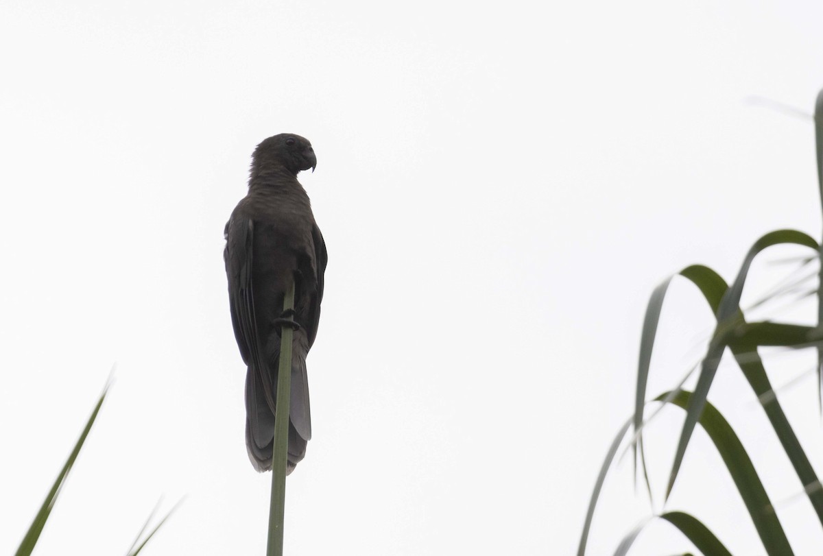 Seychelles Parrot - ML600745851