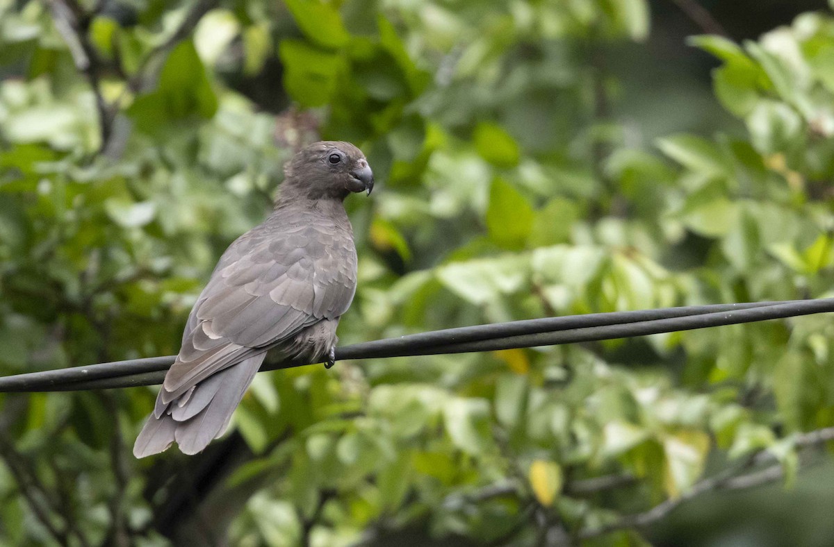 Seychelles Parrot - ML600745891