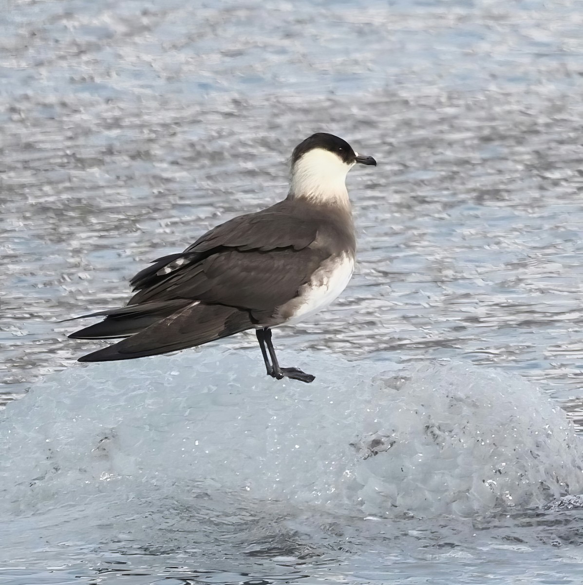 Parasitic Jaeger - ML600746121