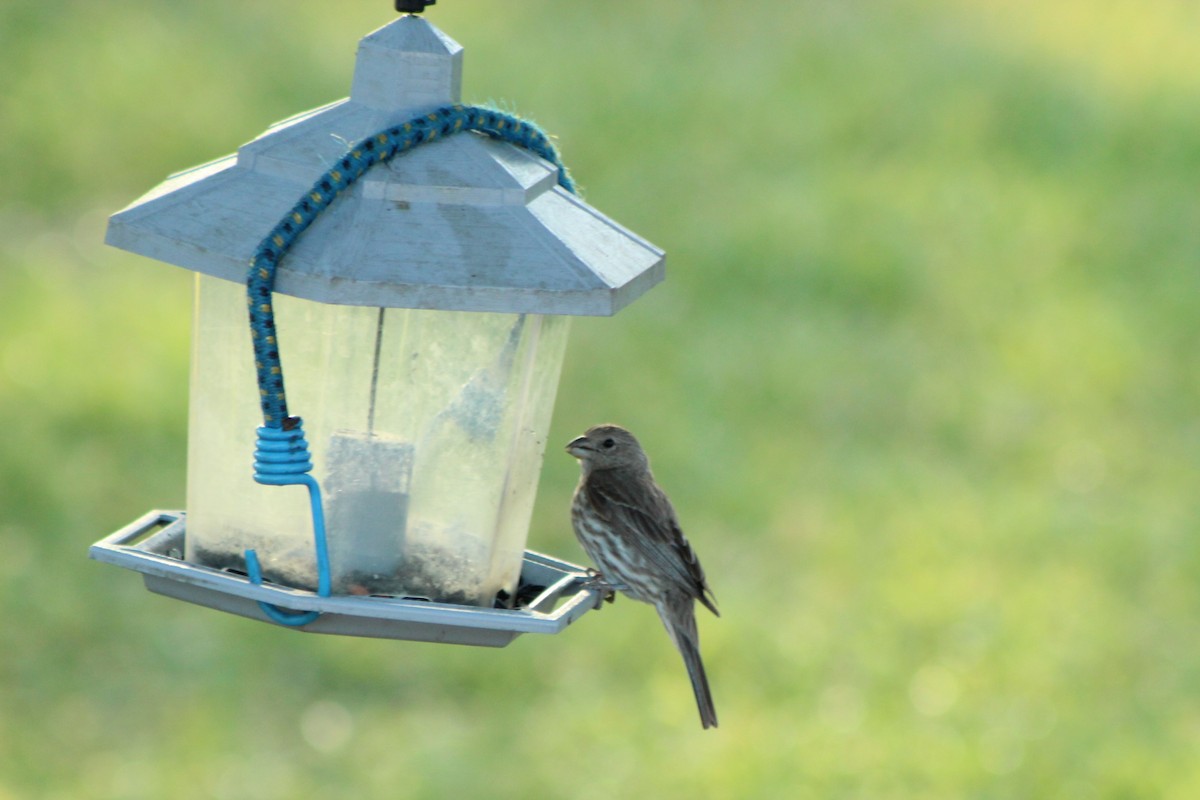 House Finch - Lila Lewis