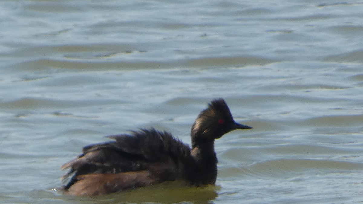 Халтар шунгуур - ML600746511