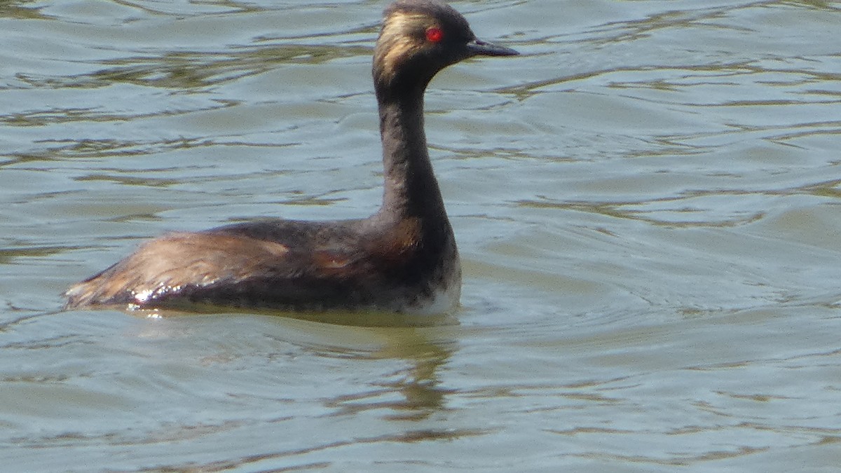 Халтар шунгуур - ML600746521