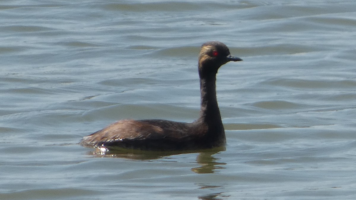 Халтар шунгуур - ML600746531